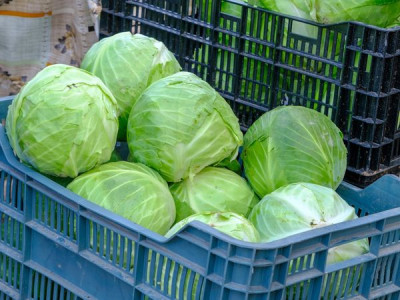 Cabbage until spring: how to harvest, prepare and store heads properly