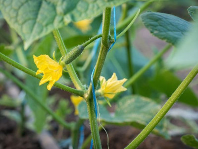 Cucumbers stopped setting fruit: looking for the cause