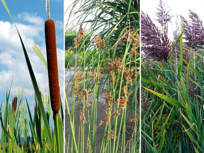 Differences between bulrush, cattail and common reed
