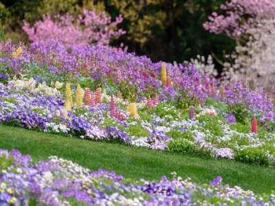 Які квіти посіяти прямо у ґрунт у квітні–травні