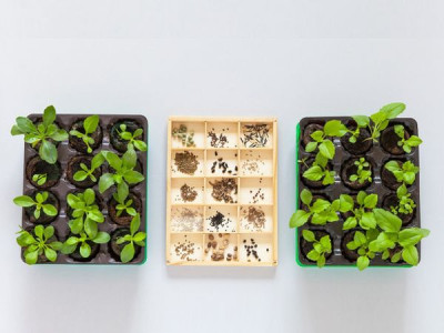 Какие цветы можно сеять на рассаду уже в январе