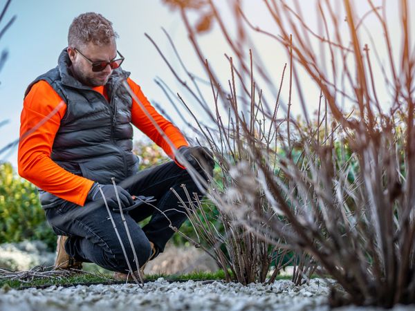 What to do in the garden and vegetable patch in March  