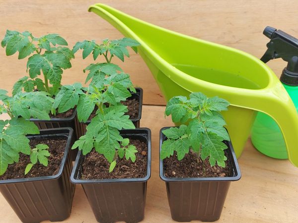 Как вырастить здоровую рассаду томатов