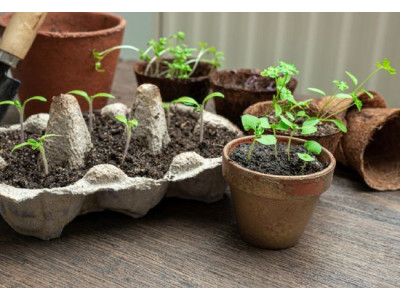 How to properly prepare containers for seedlings: sterilization, choice of shape and material, life hacks  