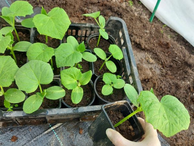 Ідеальна розсада огірків  