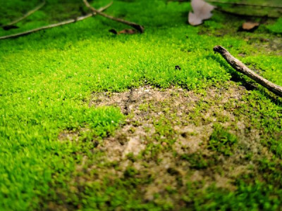 Moss on the lawn in autumn: why it appears and how to fight it