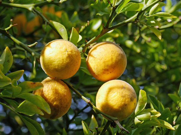 Poncirus trifolius: growing and care