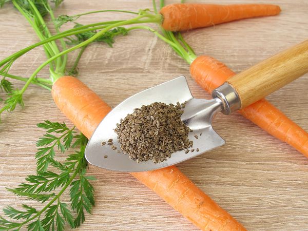 5 секретов сладкой и крупной моркови