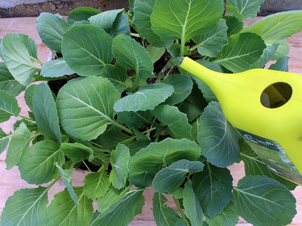 Рассада капусты: сроки и уход