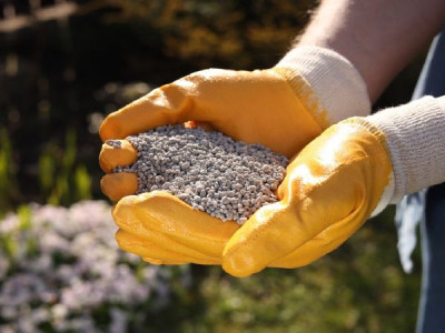 Весняна підживка багаторічників: коли, чим, скільки