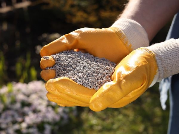 Весенняя подкормка многолетников: когда, чем, сколько