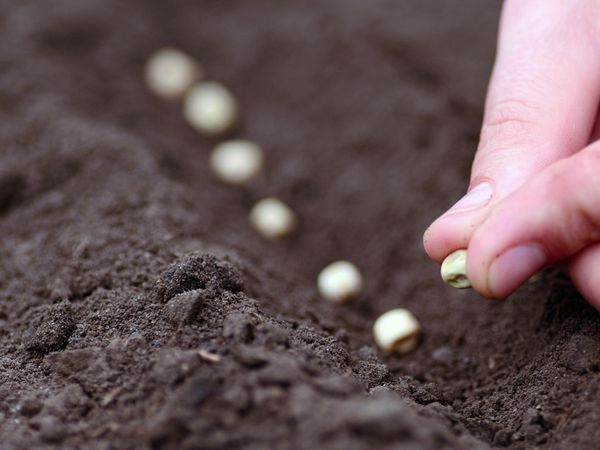 Какие овощи можно выращивать без рассады