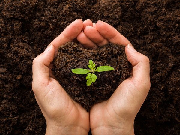 Что делать, если рассада остановилась в росте