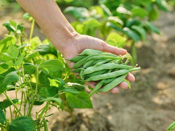 Чим підживити квасолю і горох для тривалого плодоношення