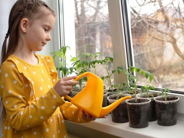 Когда начинать подкормки рассады – сроки для овощей и цветов