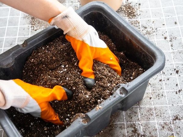 7 recipes for soil for seedlings that you can prepare now