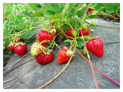 What to do with the mustache of strawberries - cut or leave for breeding?