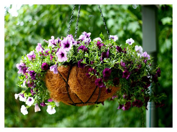 How to grow petunia seedlings