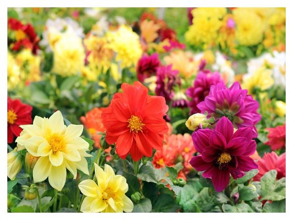 Why don't dahlias bloom