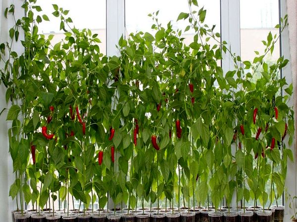 AUTHOR'S INSTRUCTIONS FOR GROWING HOT PEPPERS