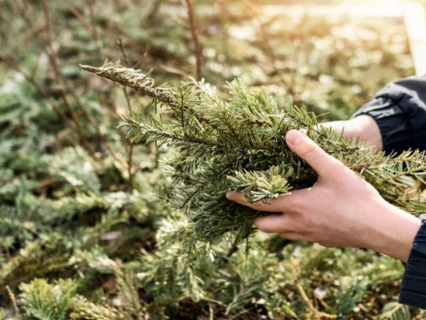 Осінній догляд за хвойними рослинами