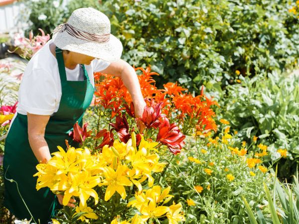 Care for perennials in July: pruning, division, feeding