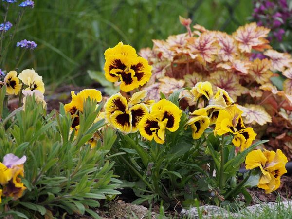 Charming violas