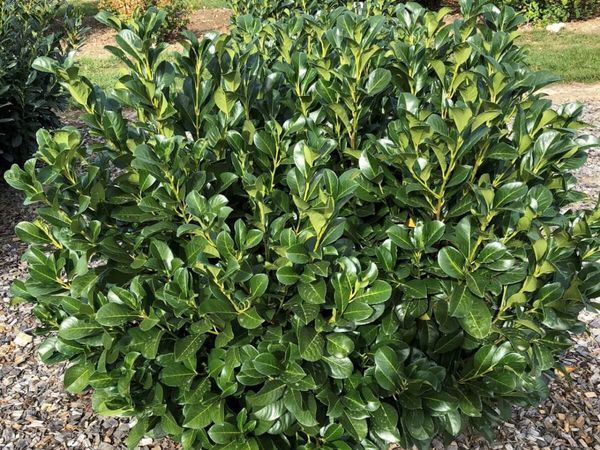 Cherry laurel - methods of reproduction and care