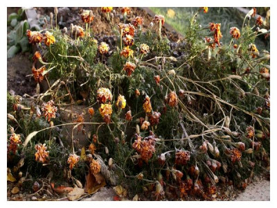 What to do with marigolds after flowering