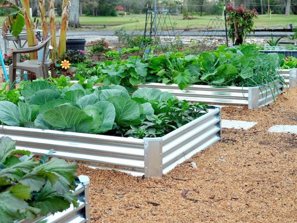 Useful «neighbors»: companion planting for protection and yield