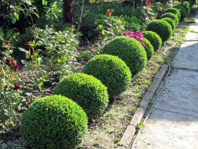 Dangerous Boxwood Pest Spreading Across Cherkasy Region