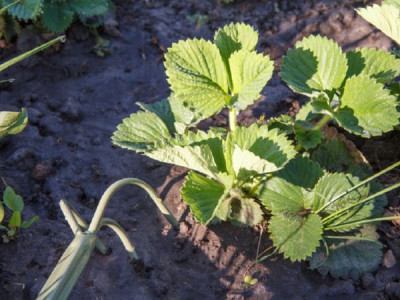«Dry watering»: what is this procedure and which plants need it