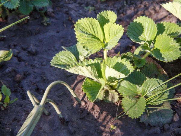 «Dry watering»: what is this procedure and which plants need it
