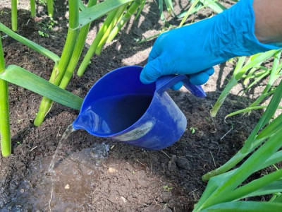 How to feed garlic and bulb onions in summer