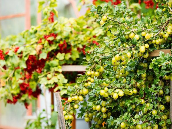 Feeding berry bushes in summer: raspberry, currant, gooseberry
