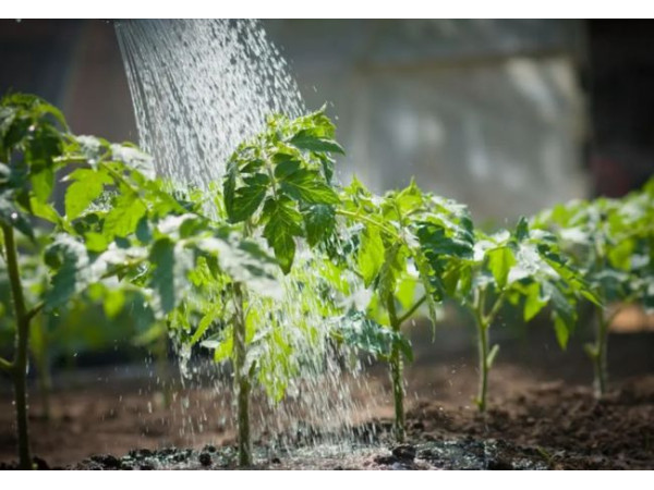 Fertilizing tomatoes in a greenhouse for a good harvest