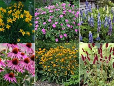 Flowers for a lazy garden