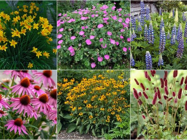 Flowers for a lazy garden