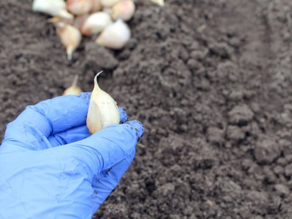 Що робити, якщо не встигли посадити часник до холодів