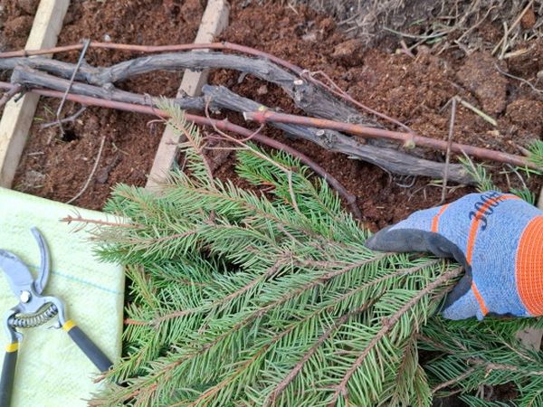 Укриття винограду: поради досвідченого садівника