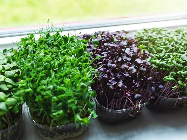 How to grow greens on a Windowsill in winter
