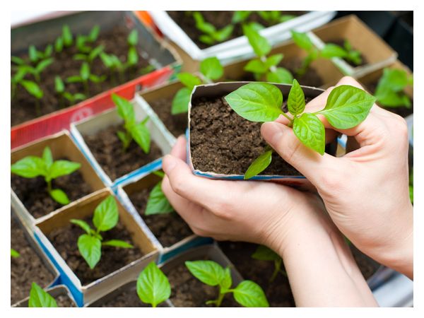 Growing early seedlings: how to get a quality crop