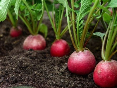 Growing radishes: 8 secrets of an unprecedented harvest