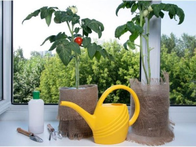 Growing potted tomatoes year-round – a real strategy