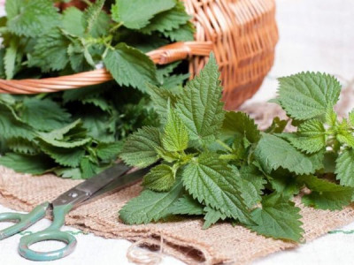 Органічне добриво своїми руками: компост, настої та зола