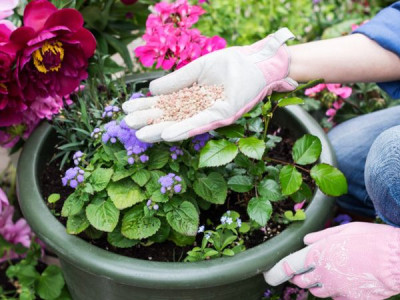 How to properly feed a flower garden in summer – organics and mineral mixes