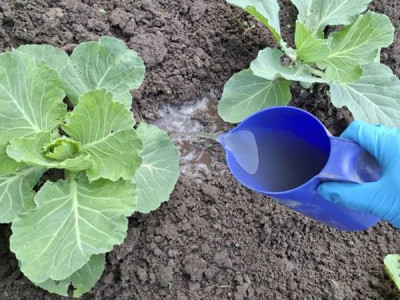 How to feed cabbage