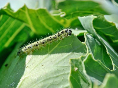 How to protect cabbage from caterpillars without «chemicals»