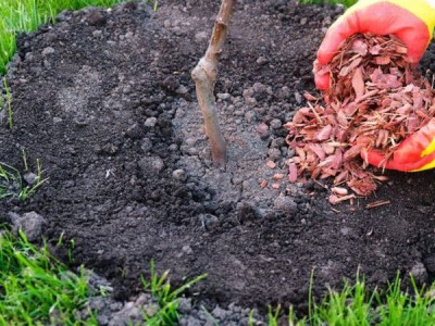 Як зберегти молоді саджанці в першу зиму