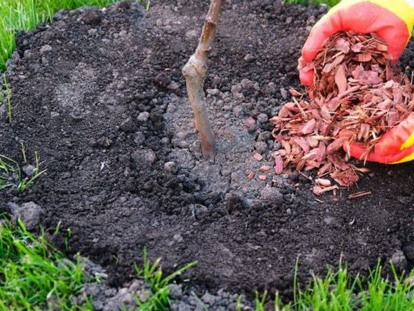 Як зберегти молоді саджанці в першу зиму